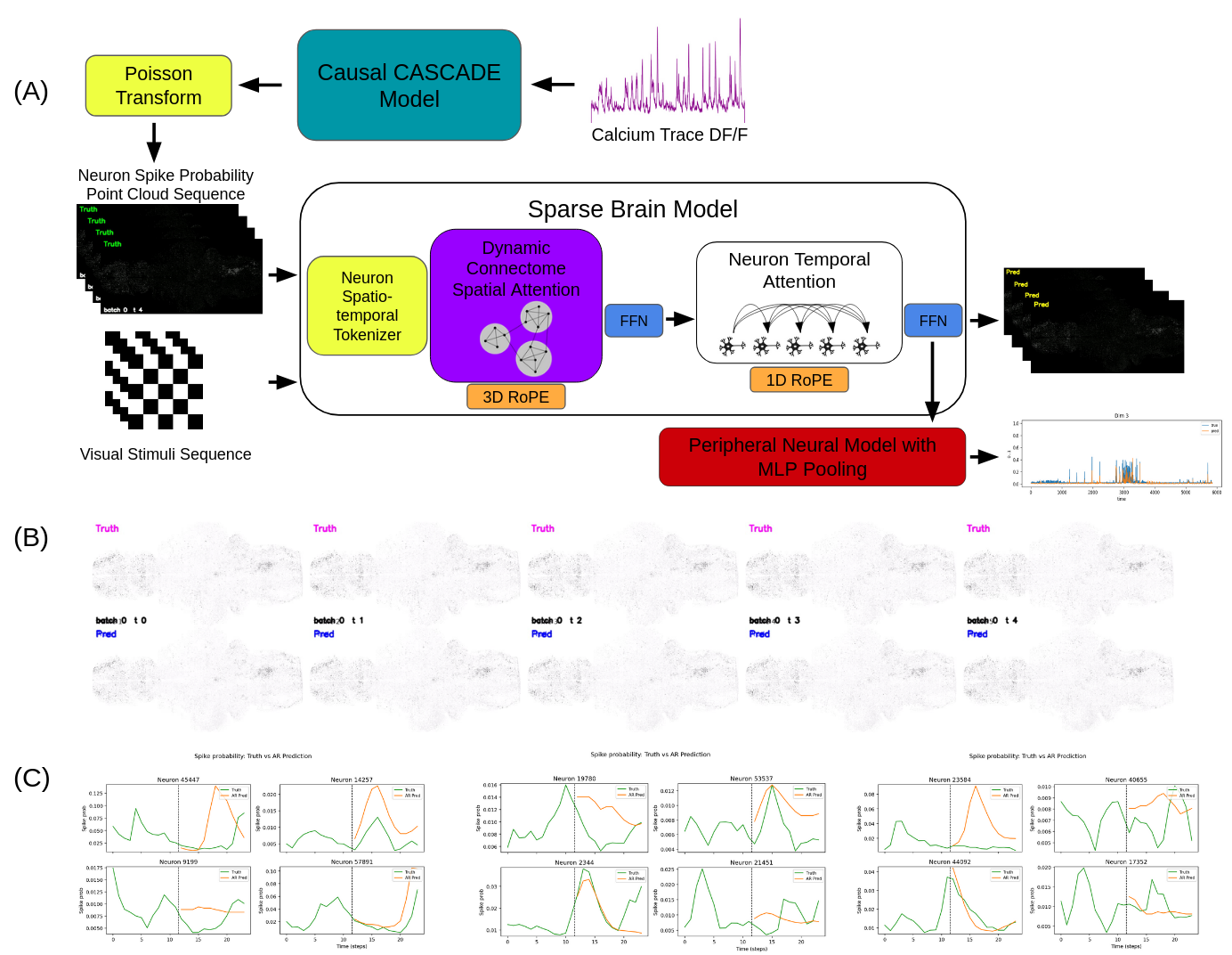 Sparse Attention Architecture enables whole-brain foundation models